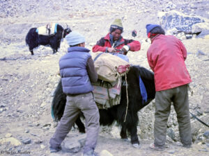 A yak is loaded at the foot of Mount Everest (in 2005)